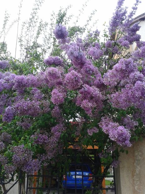 Fotografie0102 - 0 Plante ornamentale