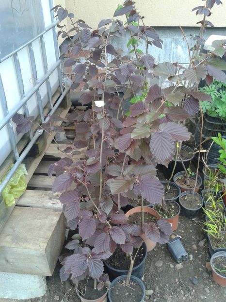 aluni l.rosu 15-30lei - 0 0 Arbusti fructiferi 2017-2018