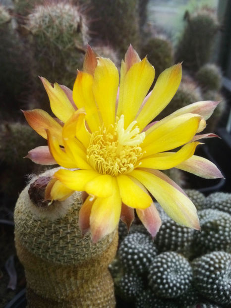 Lobivia-famatimensis - 2017