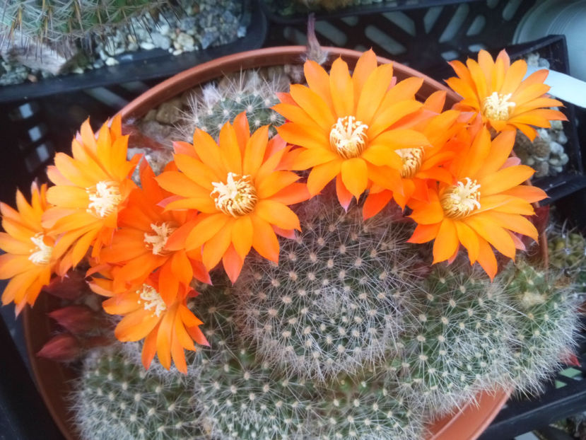Rebutia-flavistyla - 2017