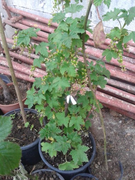 coacaz rosu-18lei - 0 0 Arbusti fructiferi 2017-2018