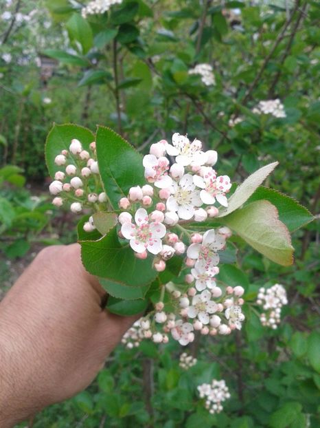 flori de aronia - 0 0 Arbusti fructiferi 2017-2018