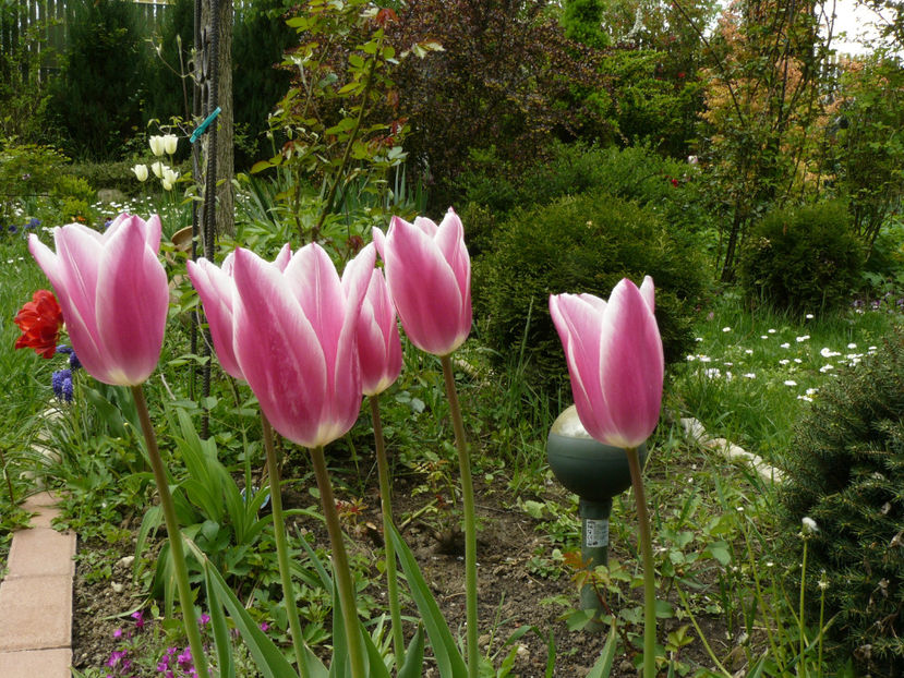 Akita tulips - 2017_Aprilie_Gradina Rozelor