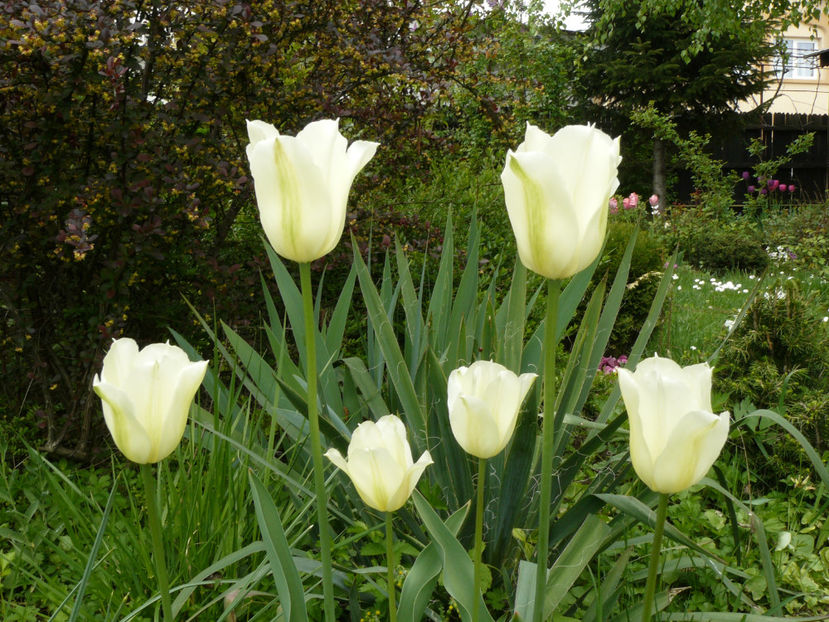 Greenspring tulip - 2017_Aprilie_Gradina Rozelor