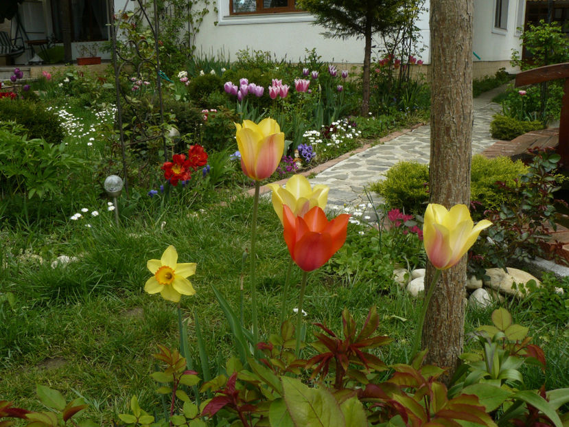 Ceylon narcissus si Blushing lady tulips - 2017_Aprilie_Gradina Rozelor