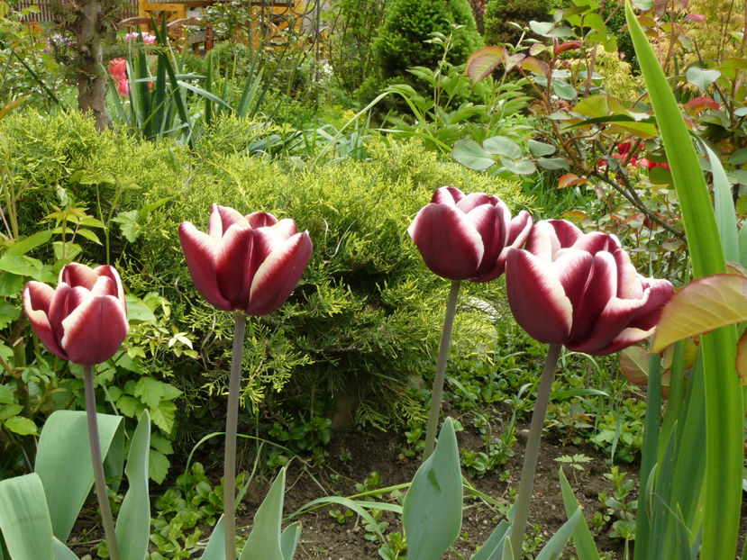 Fointanbleau tulips - 2017_Aprilie_Gradina Rozelor