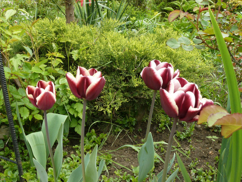 Fointanbleau tulips - 2017_Aprilie_Gradina Rozelor