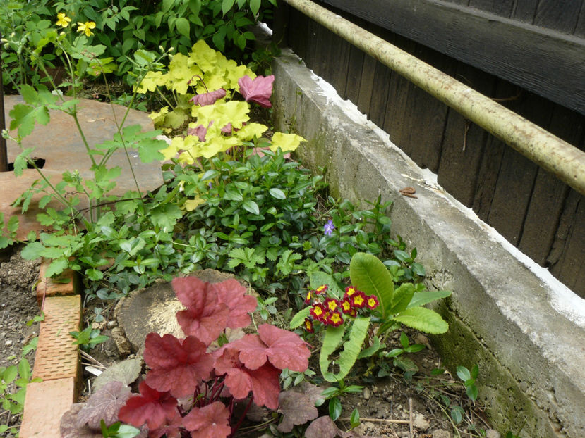 Heuchera Berry Smootie si Citronella - 2017_Aprilie_Gradina Rozelor