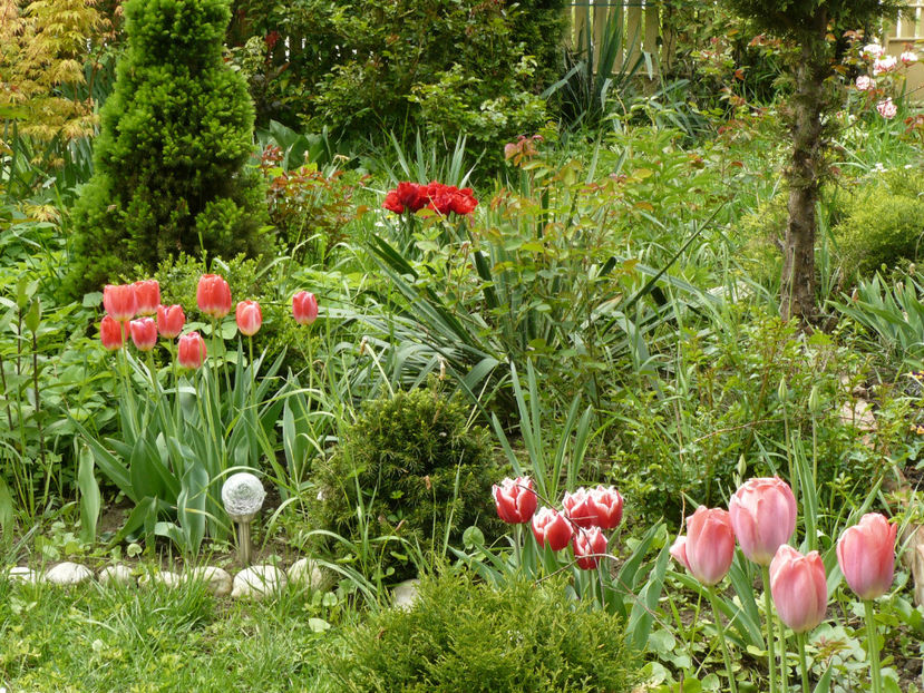 P1260831 - 2017_Aprilie_Gradina Rozelor