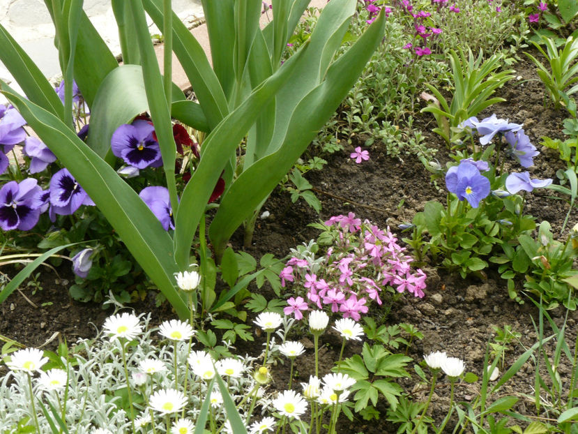 Phlox subulata si panselute - 2017_Aprilie_Gradina Rozelor