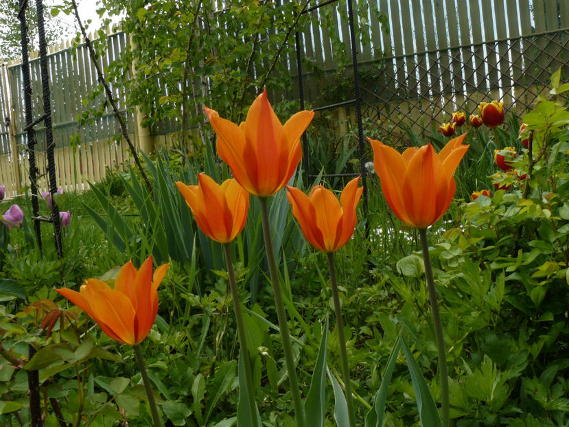 Fosteriana Orange Emperor - 2017_Aprilie_Gradina Rozelor