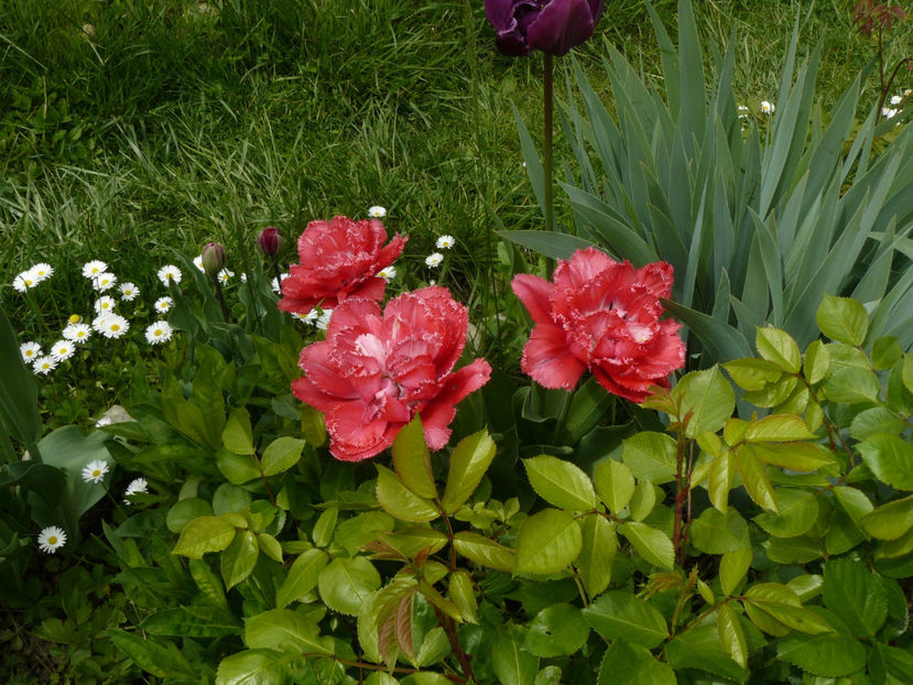 Belfort - 2017_Aprilie_Gradina Rozelor