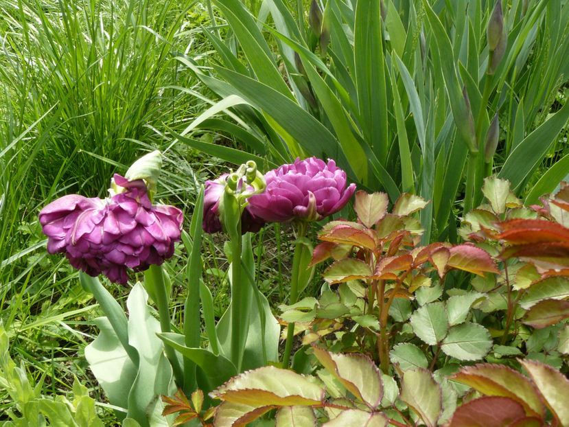 Blue Diamond rapuse de frig sau vant... - 2017_Aprilie_Gradina Rozelor