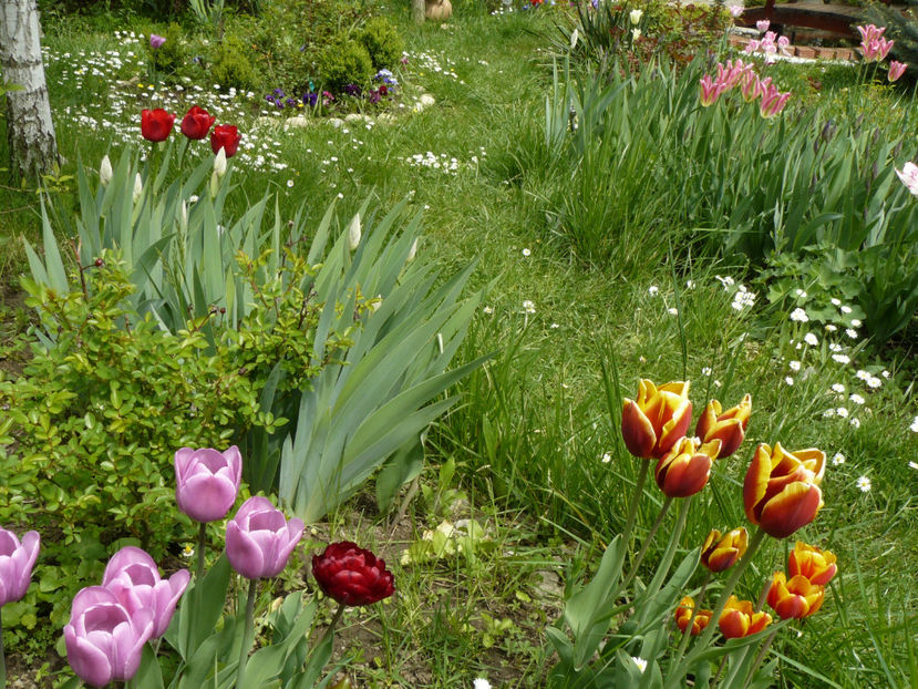 Varza totala ! Merci Anthesis ! - 2017_Aprilie_Gradina Rozelor