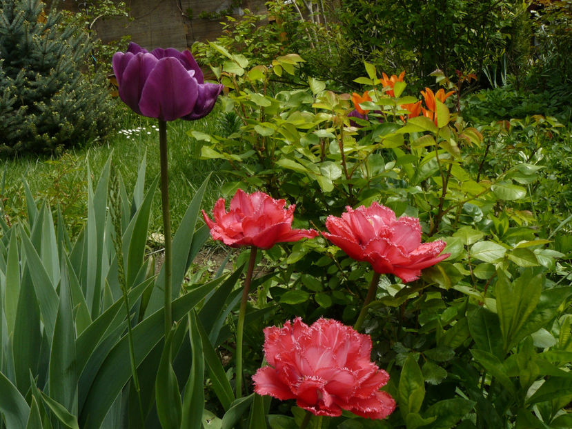 Blue Woaw si Belfort tulips - 2017_Aprilie_Gradina Rozelor