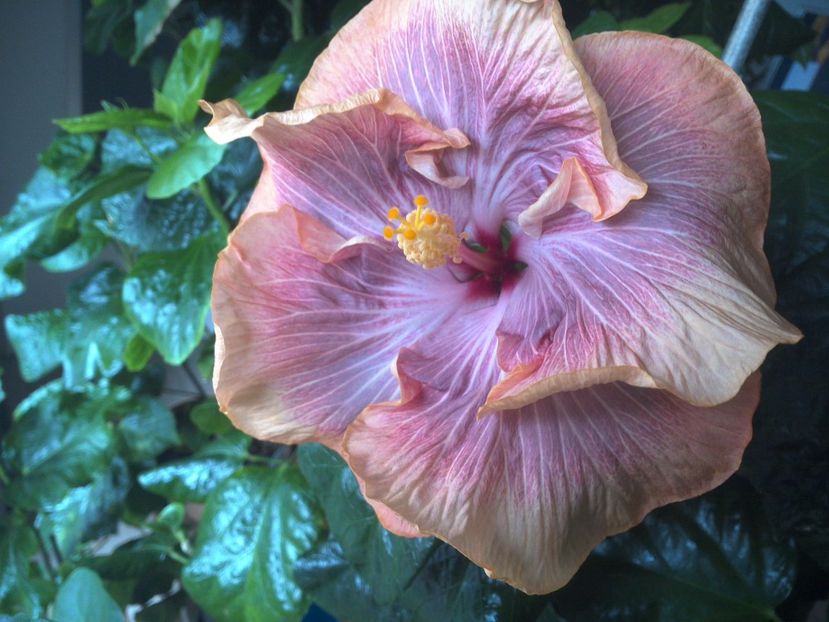 WIN_20170423_122017 - Tahitian Purple Ripple