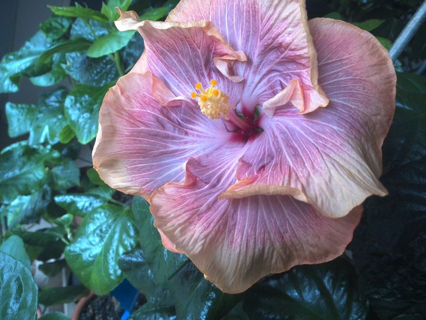 WIN_20170423_122026 - Tahitian Purple Ripple