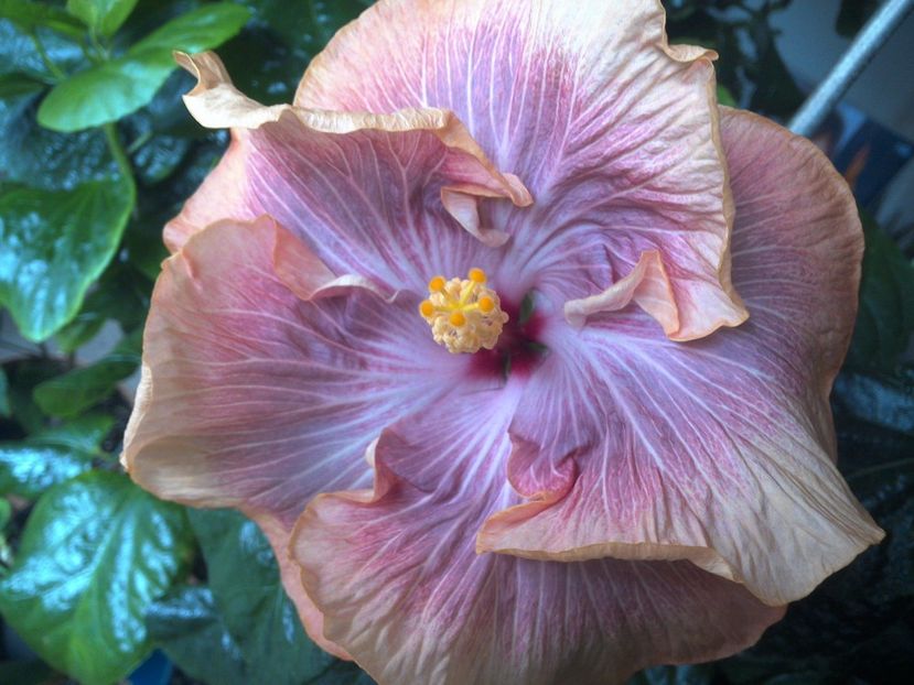 WIN_20170423_122041 - Tahitian Purple Ripple