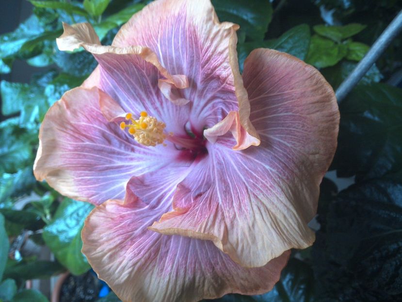 WIN_20170423_122055 - Tahitian Purple Ripple