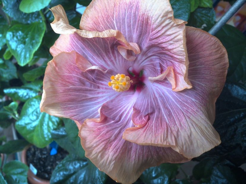 WIN_20170423_122143 - Tahitian Purple Ripple