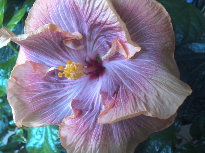 WIN_20170423_122201 - Tahitian Purple Ripple