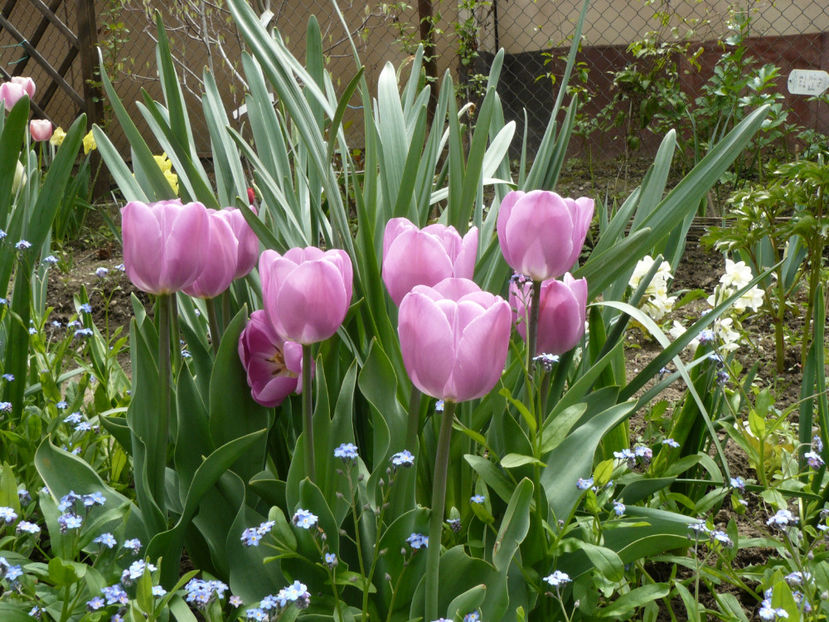 Alibi-23Aprilie - 2017 Aprilie_Idilic Garden