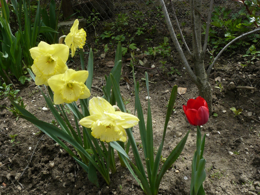 Saint Patriks Day - 2017 Aprilie_Idilic Garden