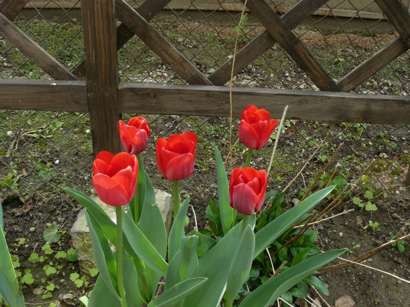 Ille de France - 2017 Aprilie_Idilic Garden