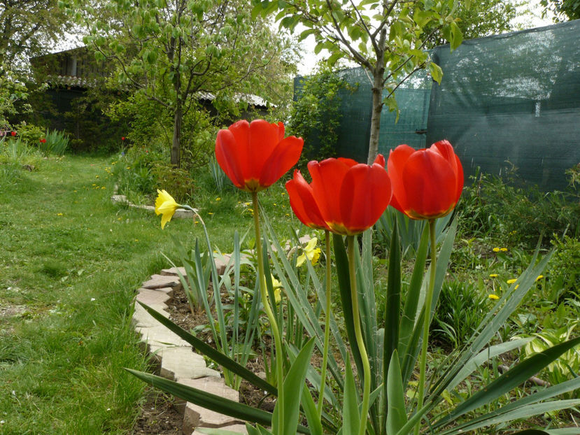 Apeldoorne - 2017 Aprilie_Idilic Garden