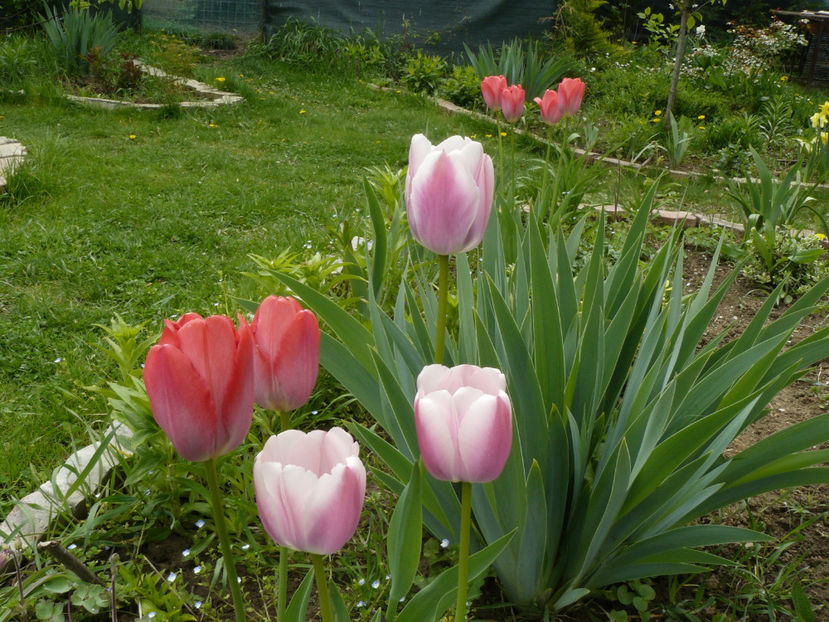 Van Eijk si Olioulles - 2017 Aprilie_Idilic Garden