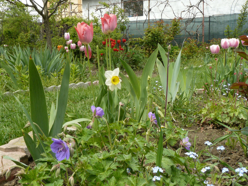 Geranium Himalayensis - 2017 Aprilie_Idilic Garden