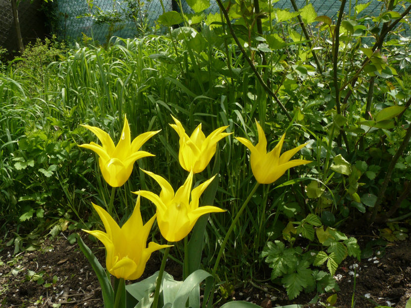 West Point - 2017 Aprilie_Idilic Garden