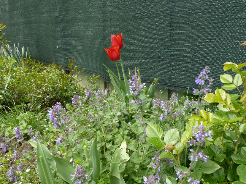 Apeldoorne - 2017 Aprilie_Idilic Garden