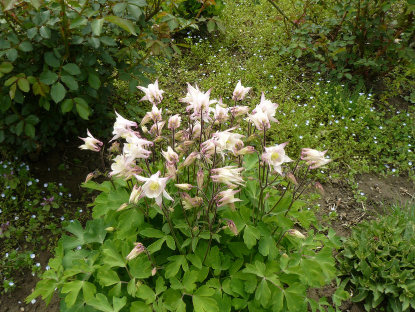 Aquilegia cameo ? - 2017 Aprilie_Idilic Garden