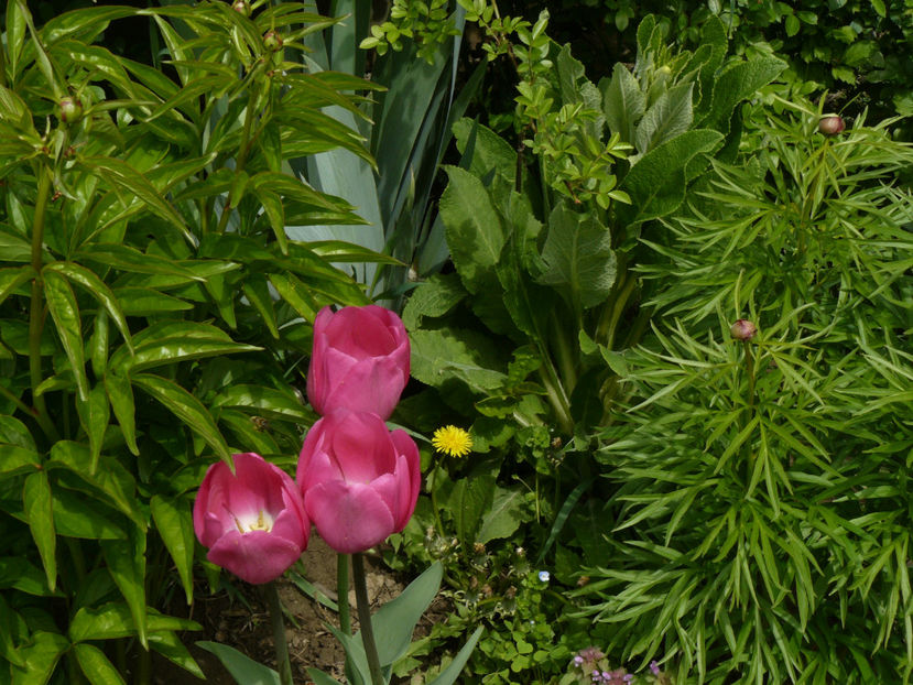 Don Quijotte - 2017 Aprilie_Idilic Garden