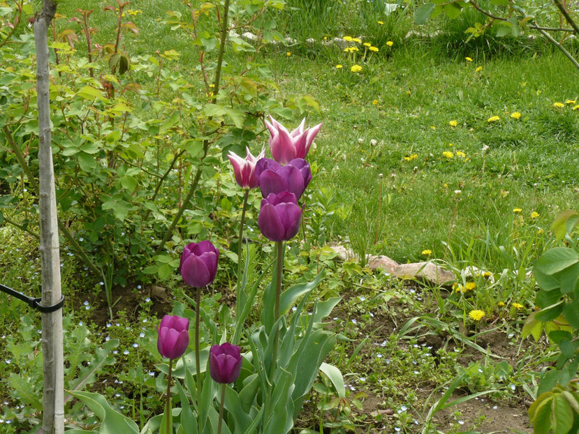 Attila si Claudia 2015 - 2017 Aprilie_Idilic Garden
