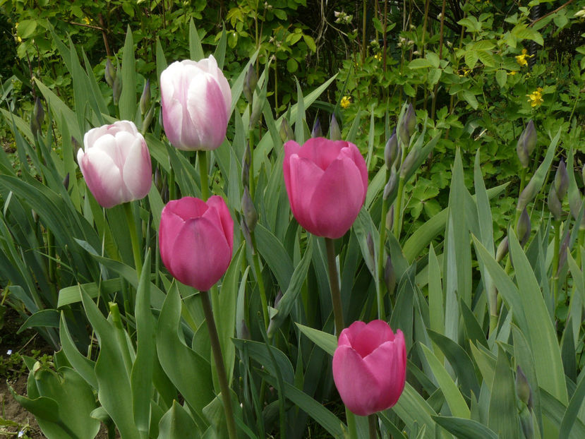 Olioulles si Don Quijotte - 2017 Aprilie_Idilic Garden