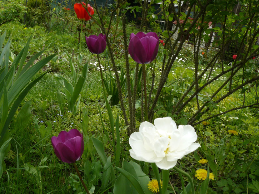 Mount Tacoma unica supravietuitoare ! - 2017 Aprilie_Idilic Garden