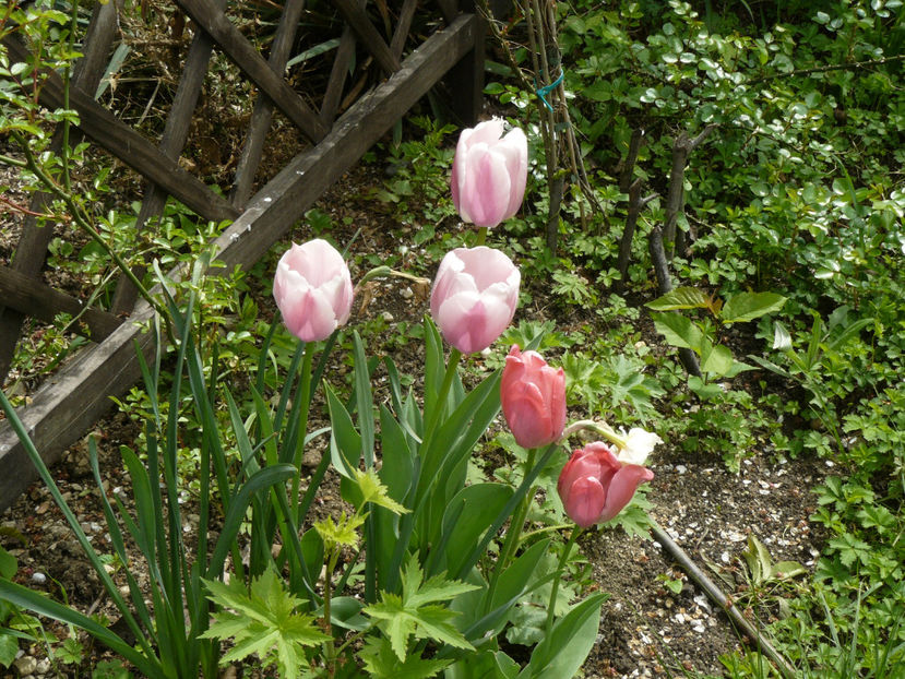 Olioulles, Van Eijk si Lemon Beauty - 2017 Aprilie_Idilic Garden