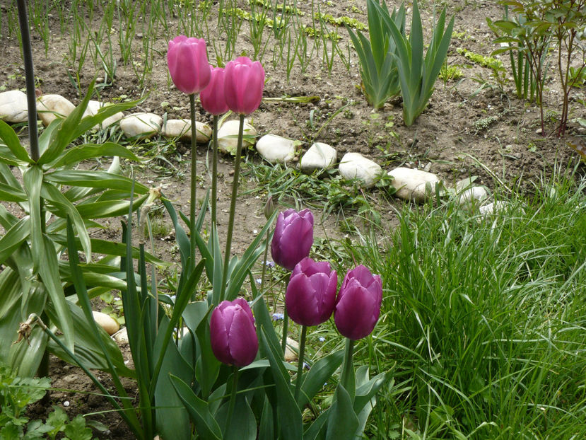 Don Quijotte si Purple Prince - 2017 Aprilie_Idilic Garden