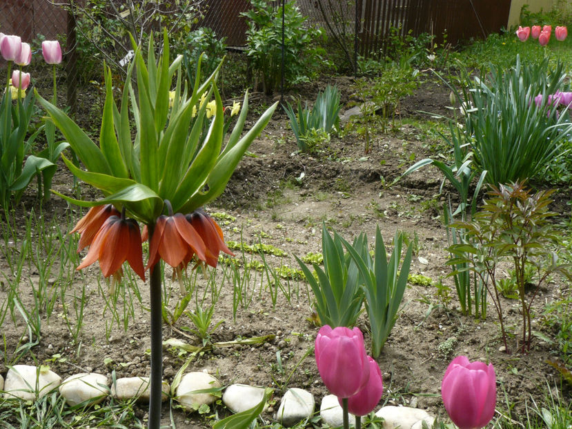 Fritilaria Rubra - 2017 Aprilie_Idilic Garden