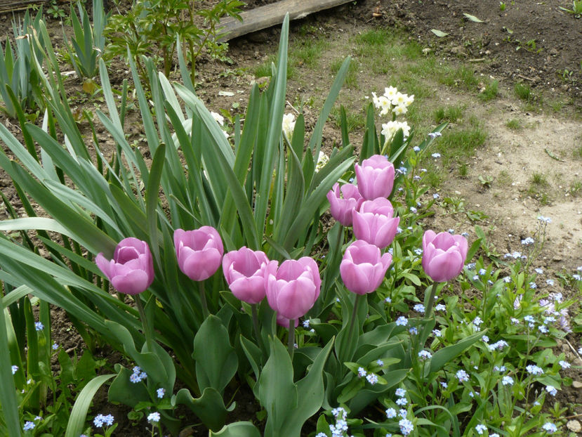 Alibi tulips - 2017 Aprilie_Idilic Garden