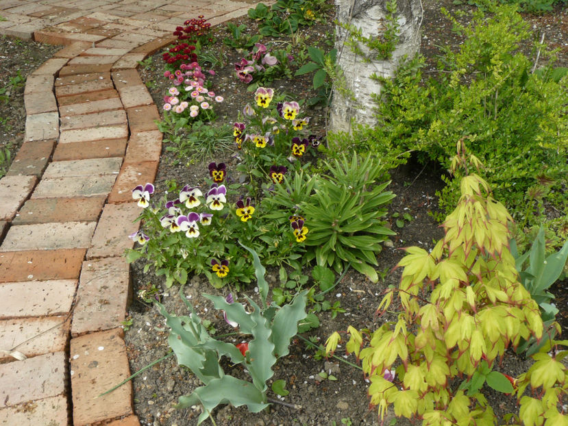 Acer Tsuma Beni si panselute - 2017 Aprilie_Idilic Garden