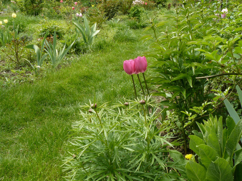 Don Quijotte tulip - 2017 Aprilie_Idilic Garden