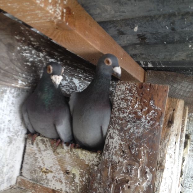  - Voiajori stil vechi