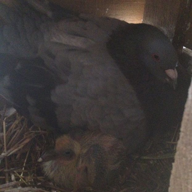 image - Porumbei Romani 2017