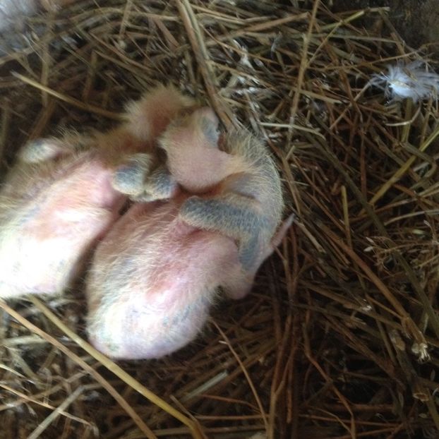 image - Porumbei Romani 2017