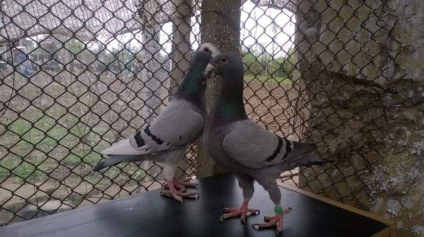  - porumbei matca 2017