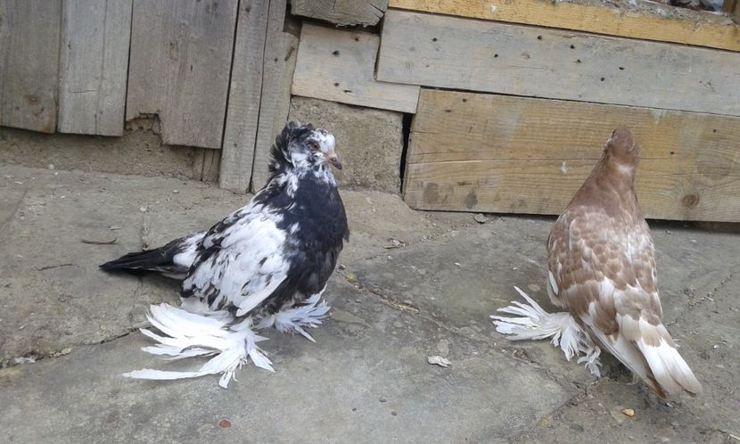  - PUI URIAS MAGHIARI 2017