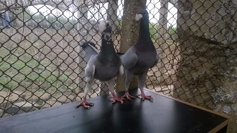  - porumbei matca 2017